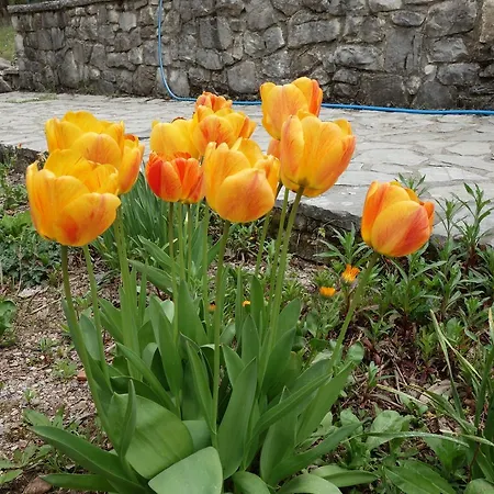 Andrea Sofi Appartement