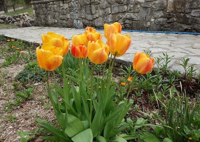 Andrea Sofi Apartament